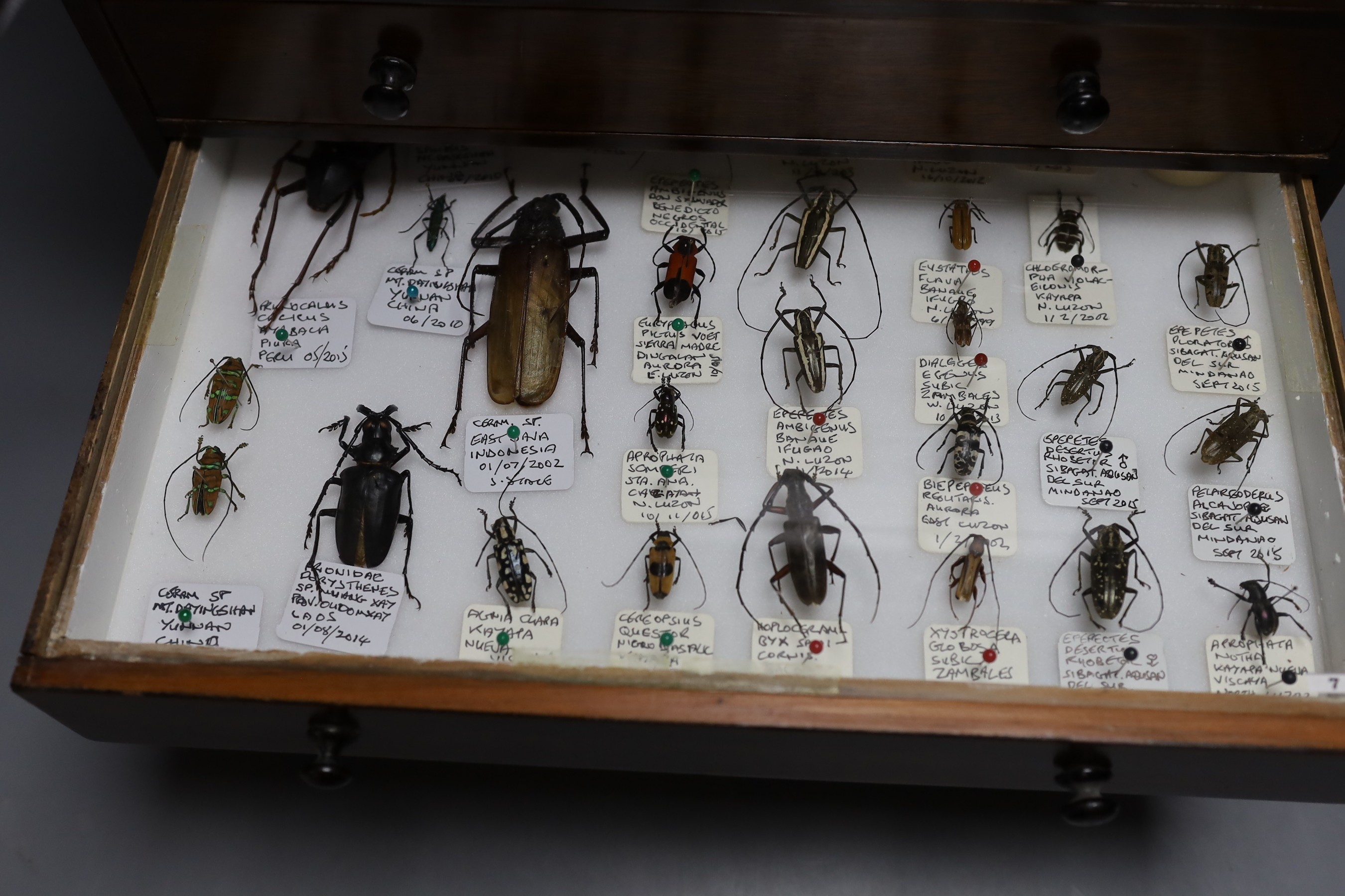 Entomology - a collection of beetle specimens, in an eight drawer collector's chest, 53 cm high, 40.5 cm wide, 28 cm deep